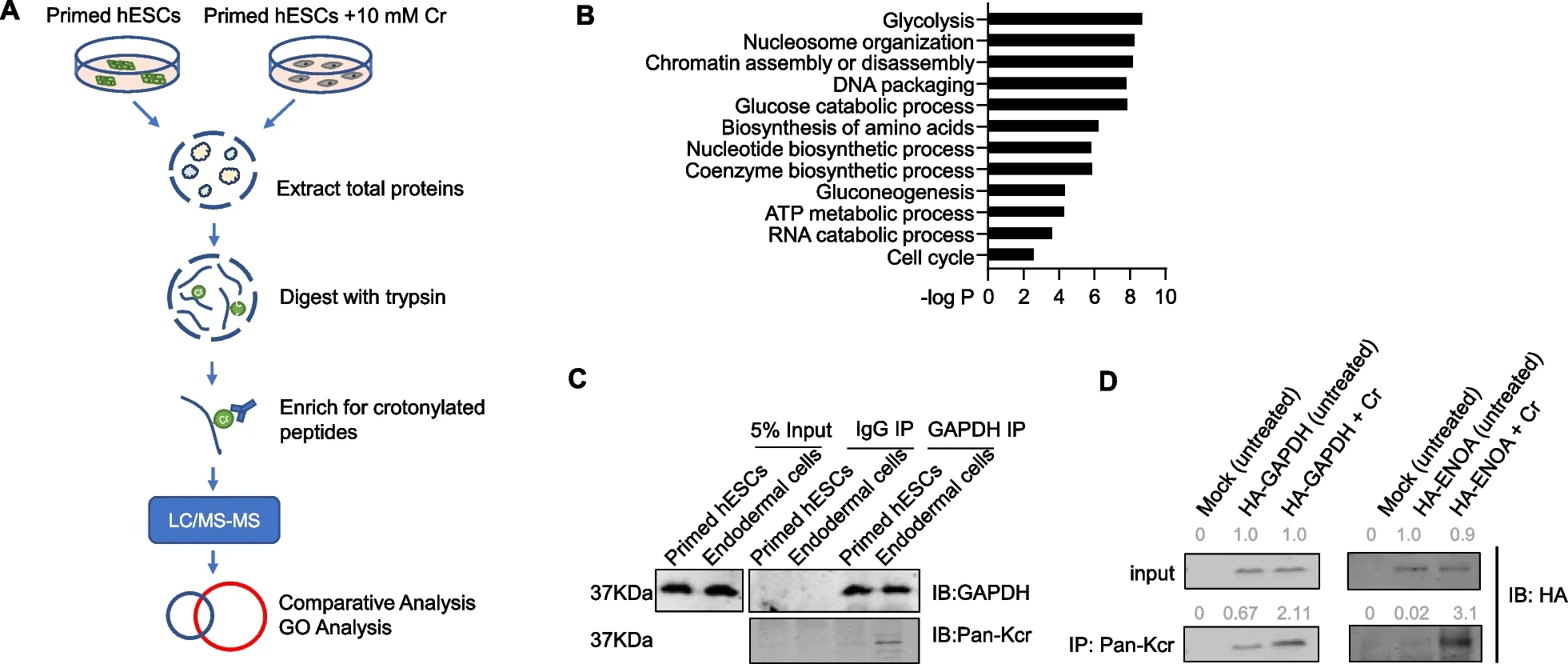 1895013086638231552-crotonylation-proteomics-analysis-service4.jpg