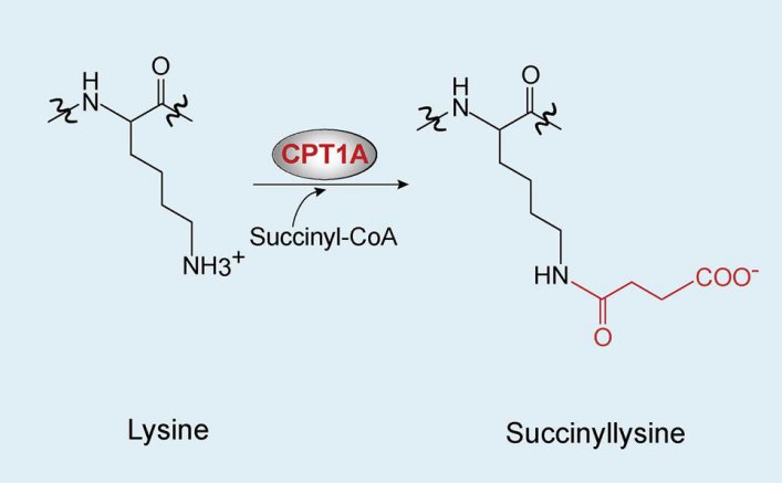 1895014191401127936-succinylation-proteomics-analysis-service1.png