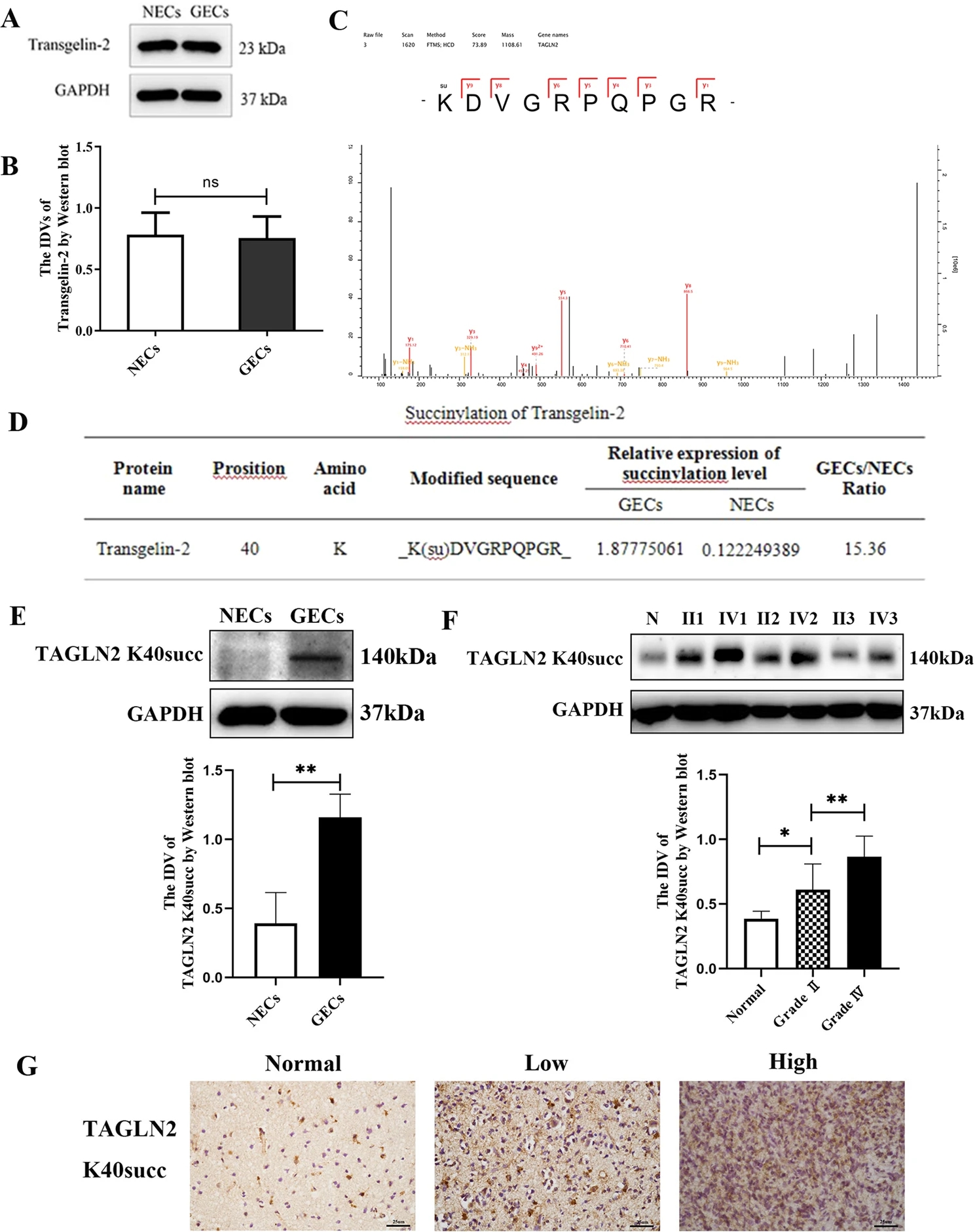 1895014344082182144-succinylation-proteomics-analysis-service5.jpg
