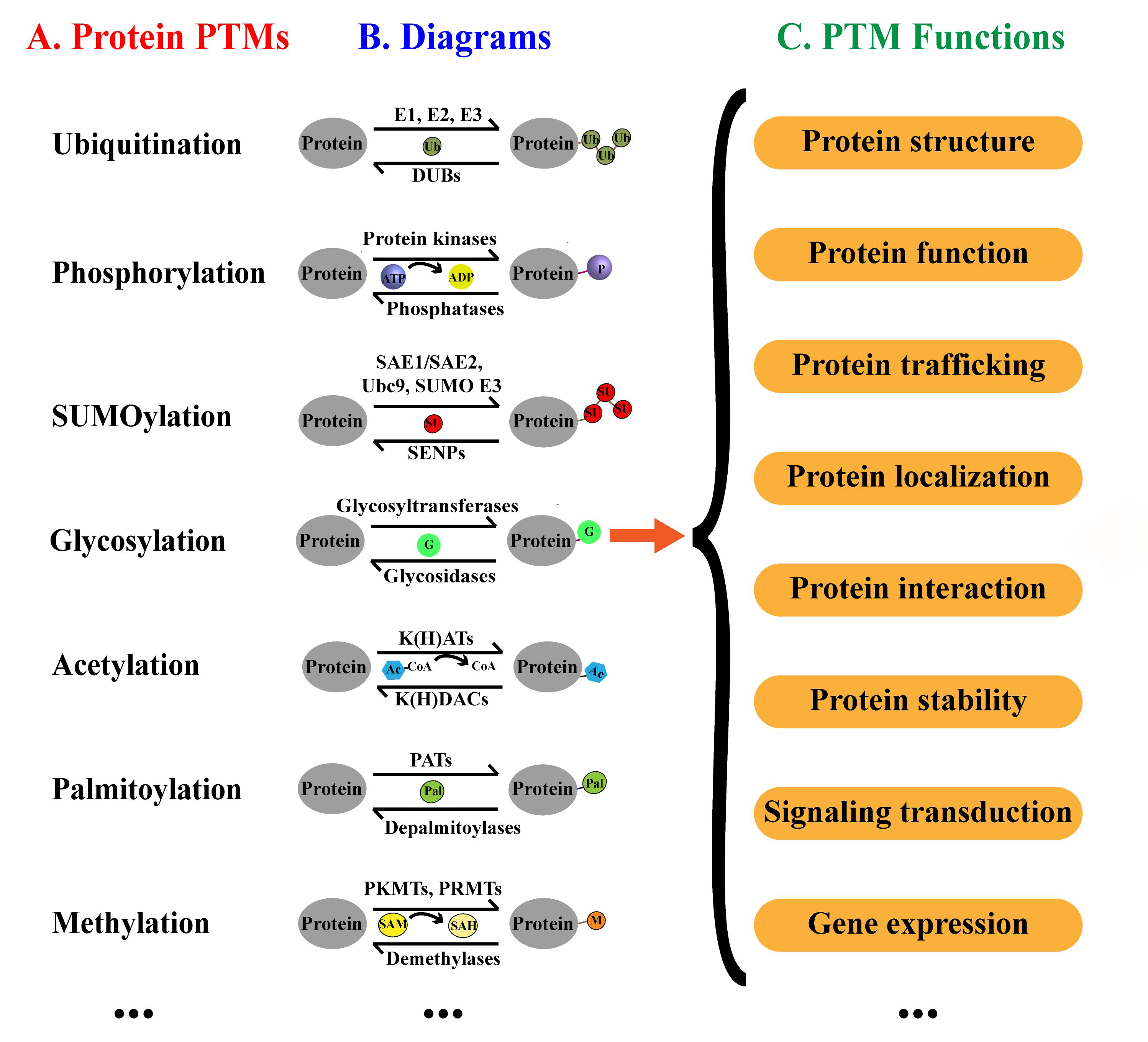 1895039216321679360-global-post-translational-modification-proteomics-service1.png