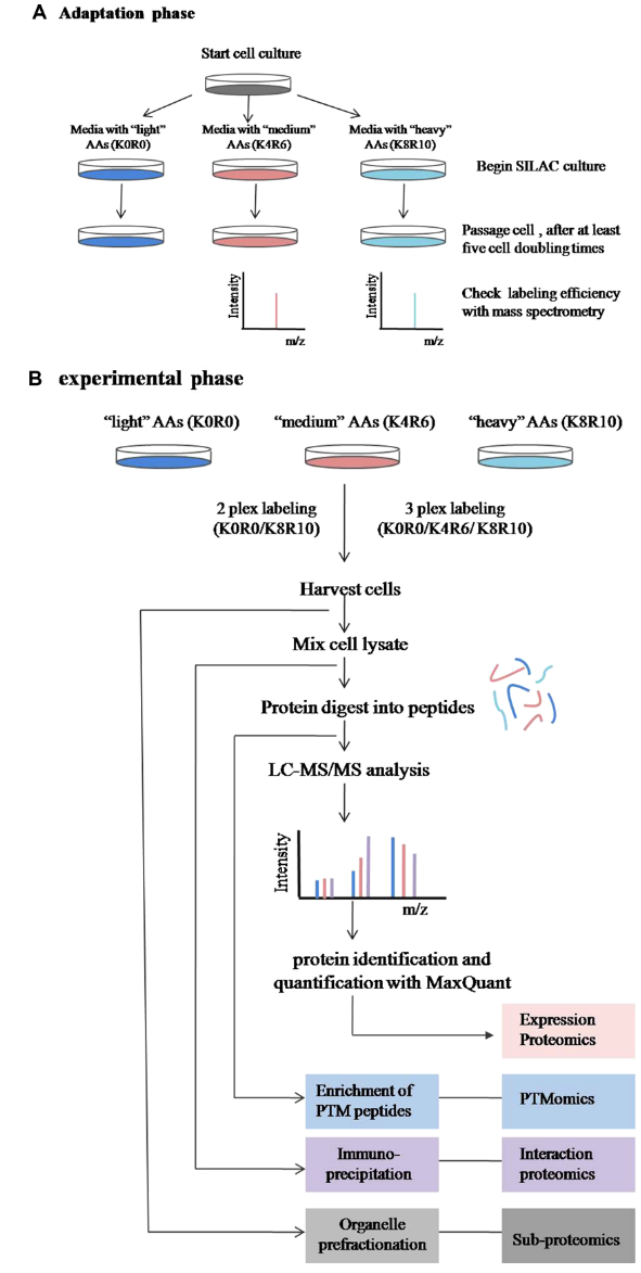 1895358617000464384-silac-stable-isotope-labeling-by-amino-acids-in-cell-culture-based-quantitative-service1.PNG