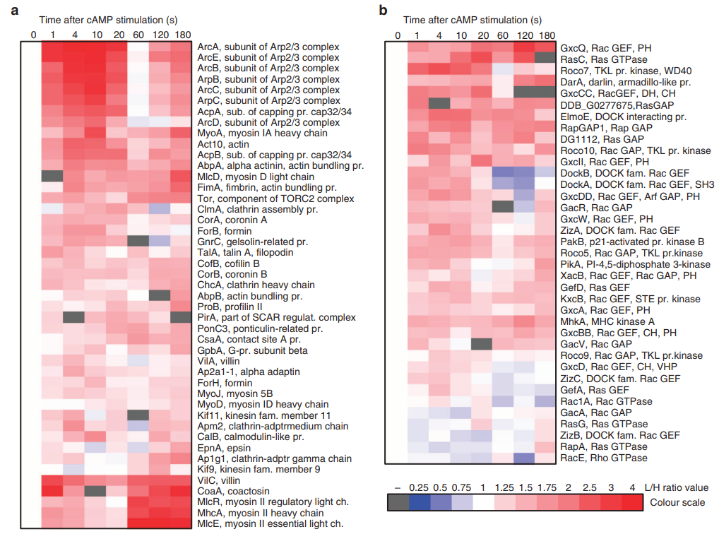 1895359208334413824-silac-stable-isotope-labeling-by-amino-acids-in-cell-culture-based-quantitative-service2.PNG
