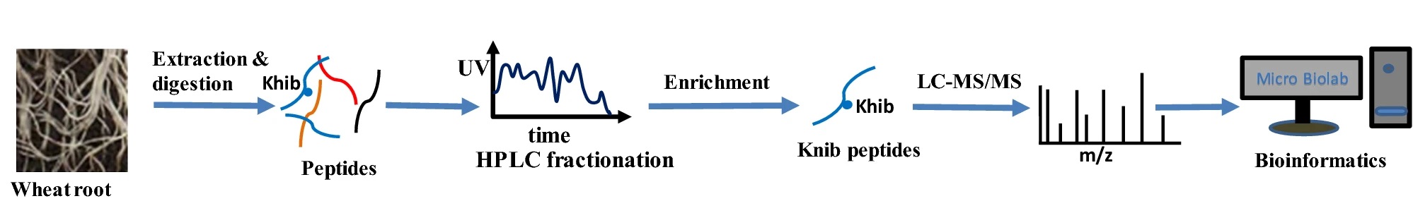 1895380671720443904-2-hydroxyisobutyrylation-proteomics-analysis-service1.jpg