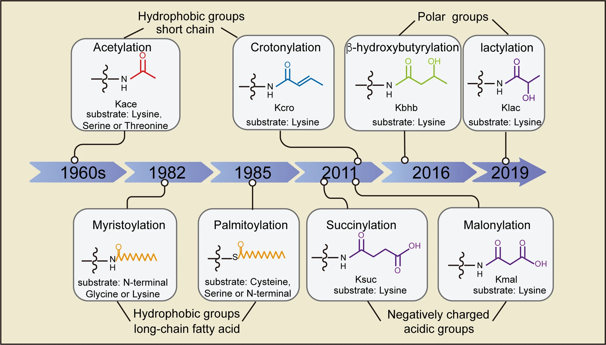1895384333771460608-novel-acylation-proteomics-analysis-service1.webp