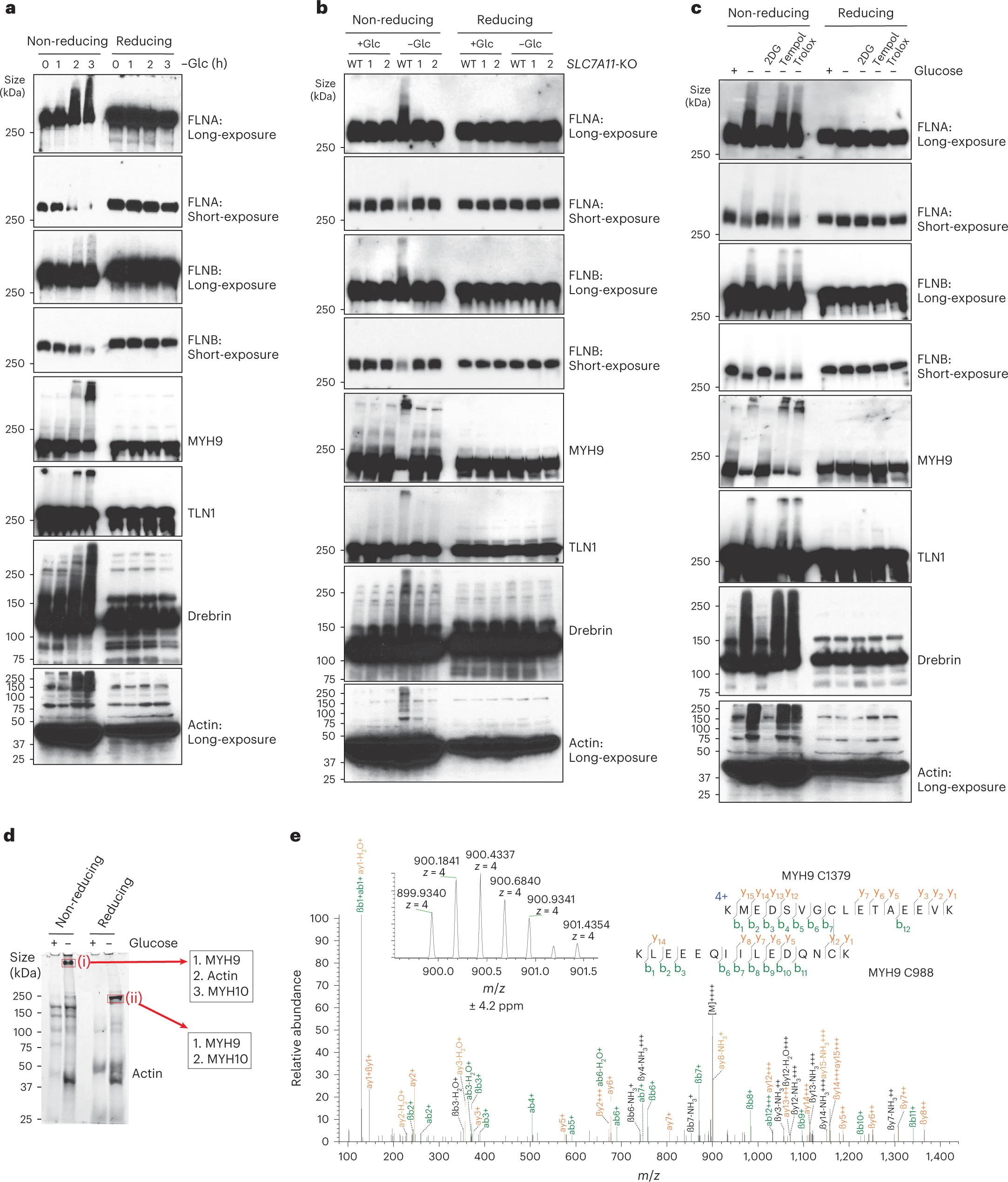 1895393859316862976-protein-disulfide-bonds-identification-and-quantitative-analysis-service2.webp