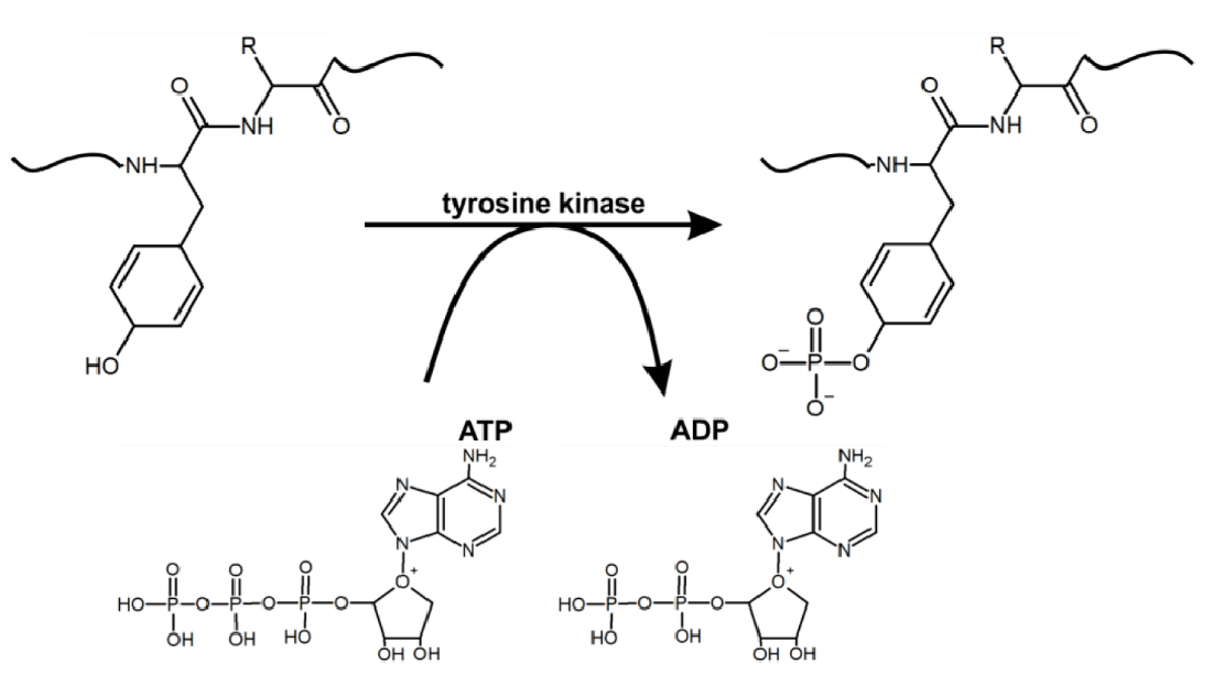 1895396551628017664-tyrosine-phosphorylation-proteomics-analysis-service1.png