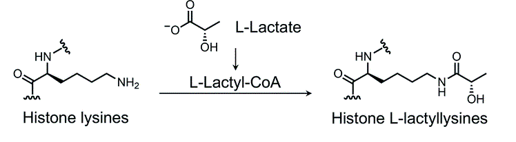 1895397621901152256-l-lactylation-proteomics-analysis-service1.gif