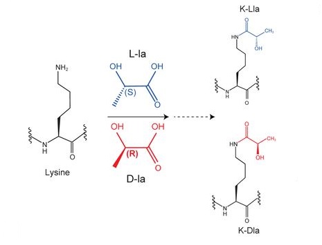 1895400205915377664-d-lactylation-proteomics-analysis-service1.jpg