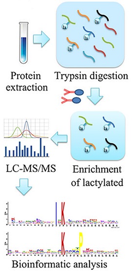 1895400328691044352-d-lactylation-proteomics-analysis-service2.jpg