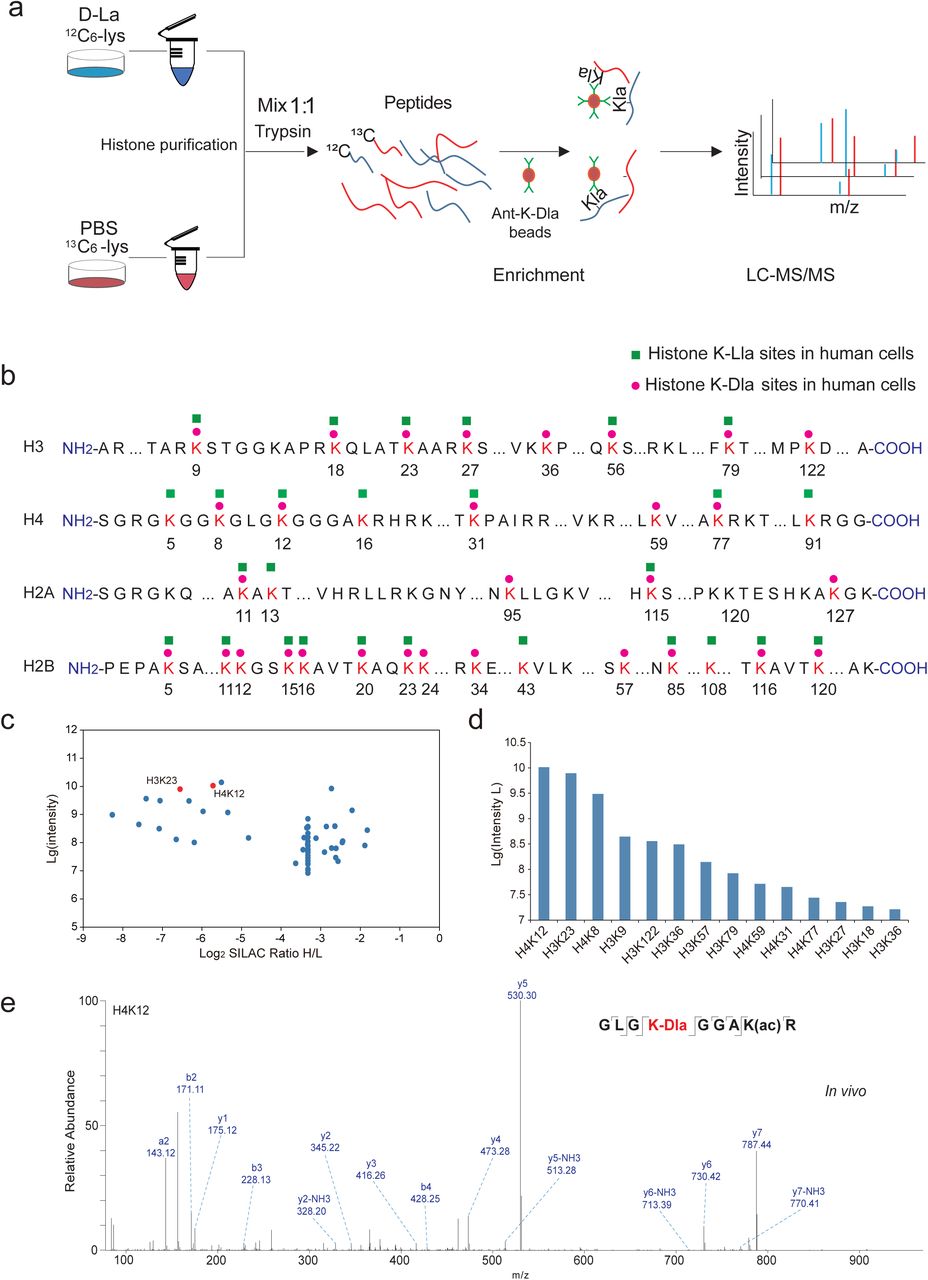 1895400472031383552-d-lactylation-proteomics-analysis-service3.jpg