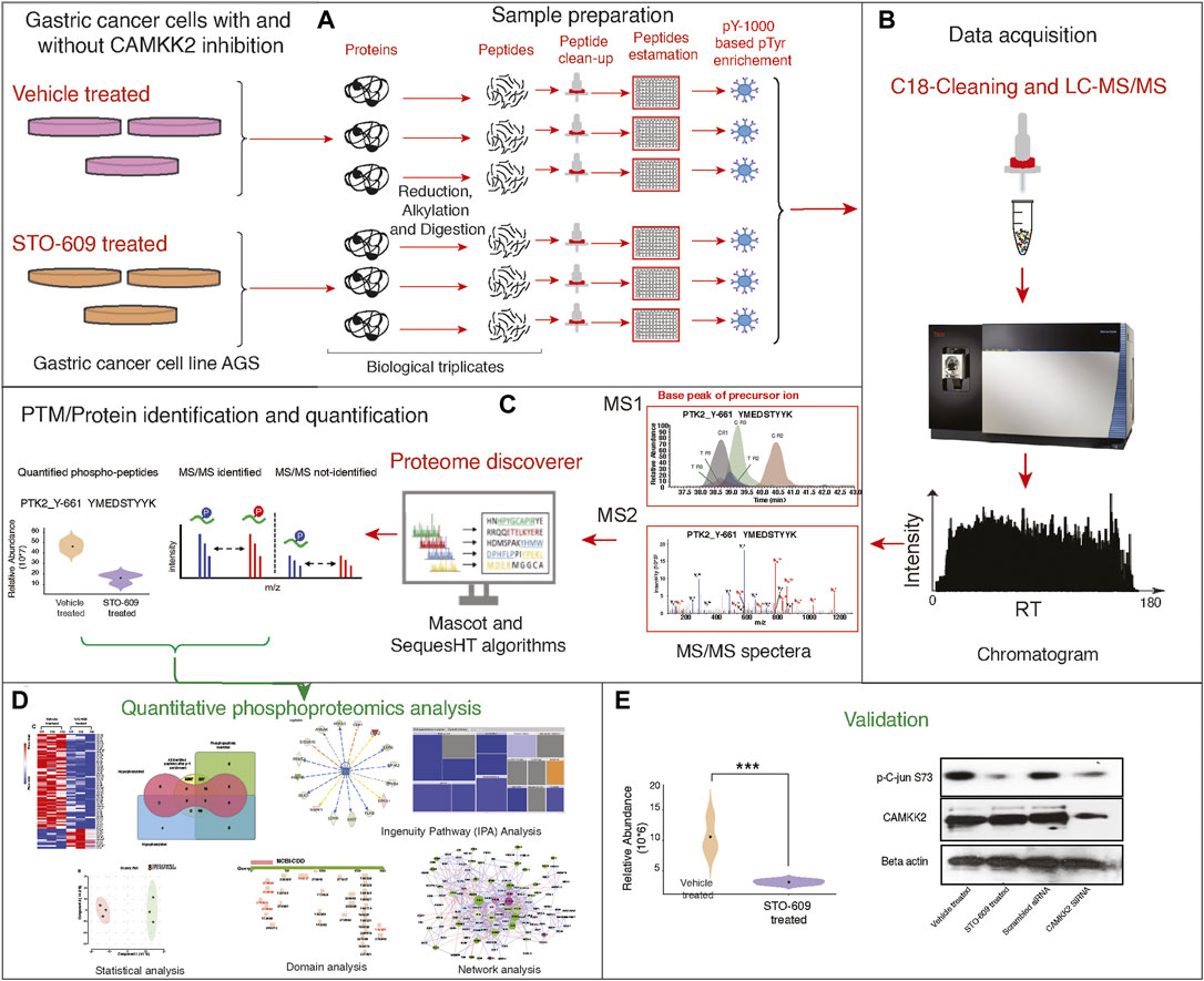 1896406869518962688-tumor-phosphorylation-signaling-pathway-analysis-service1.jpg