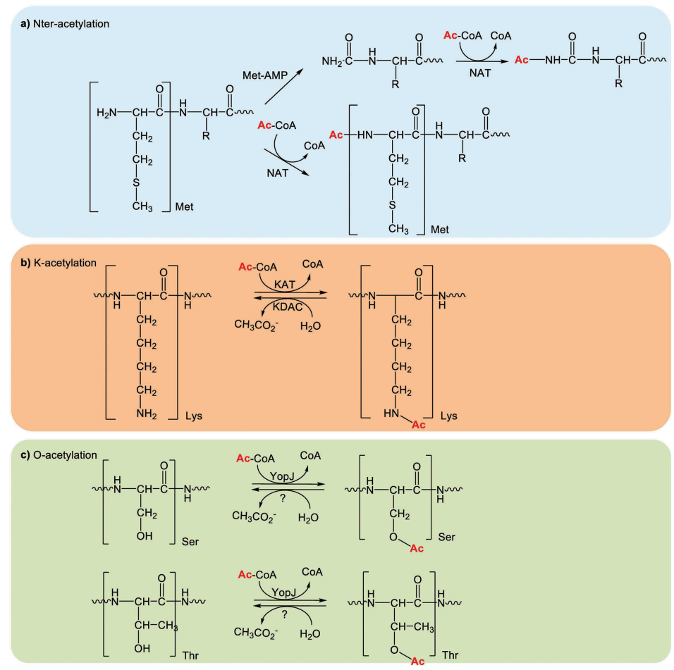 1896433412542681088-acetylproteomics-analysis-service1.PNG