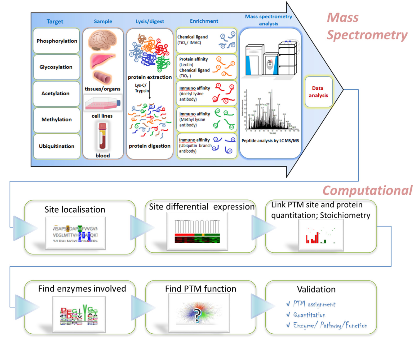 1896433507094876160-acetylproteomics-analysis-service2.PNG