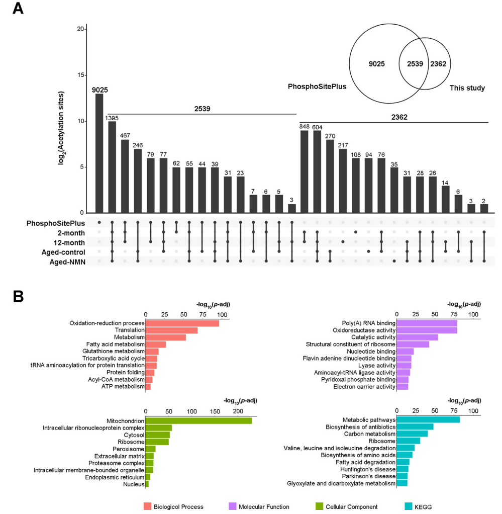 1896433706131378176-acetylproteomics-analysis-service3.PNG