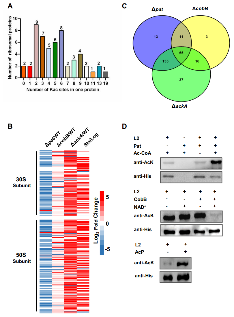 1896433807218298880-acetylproteomics-analysis-service4.PNG