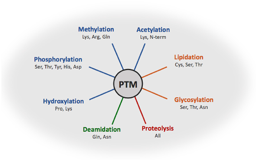 1896482092884807680-ptm-sites-identification-service1.png