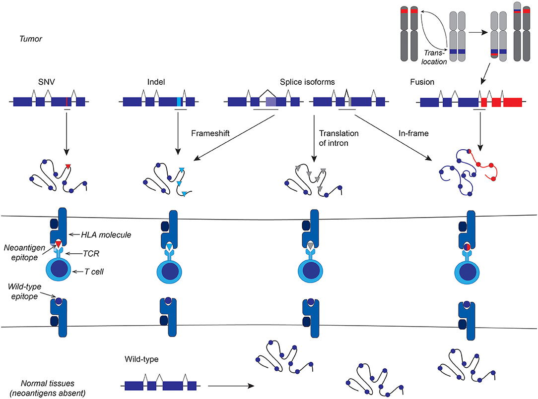 1896487366538416128-neoantigen-sequencing-service1.jpg