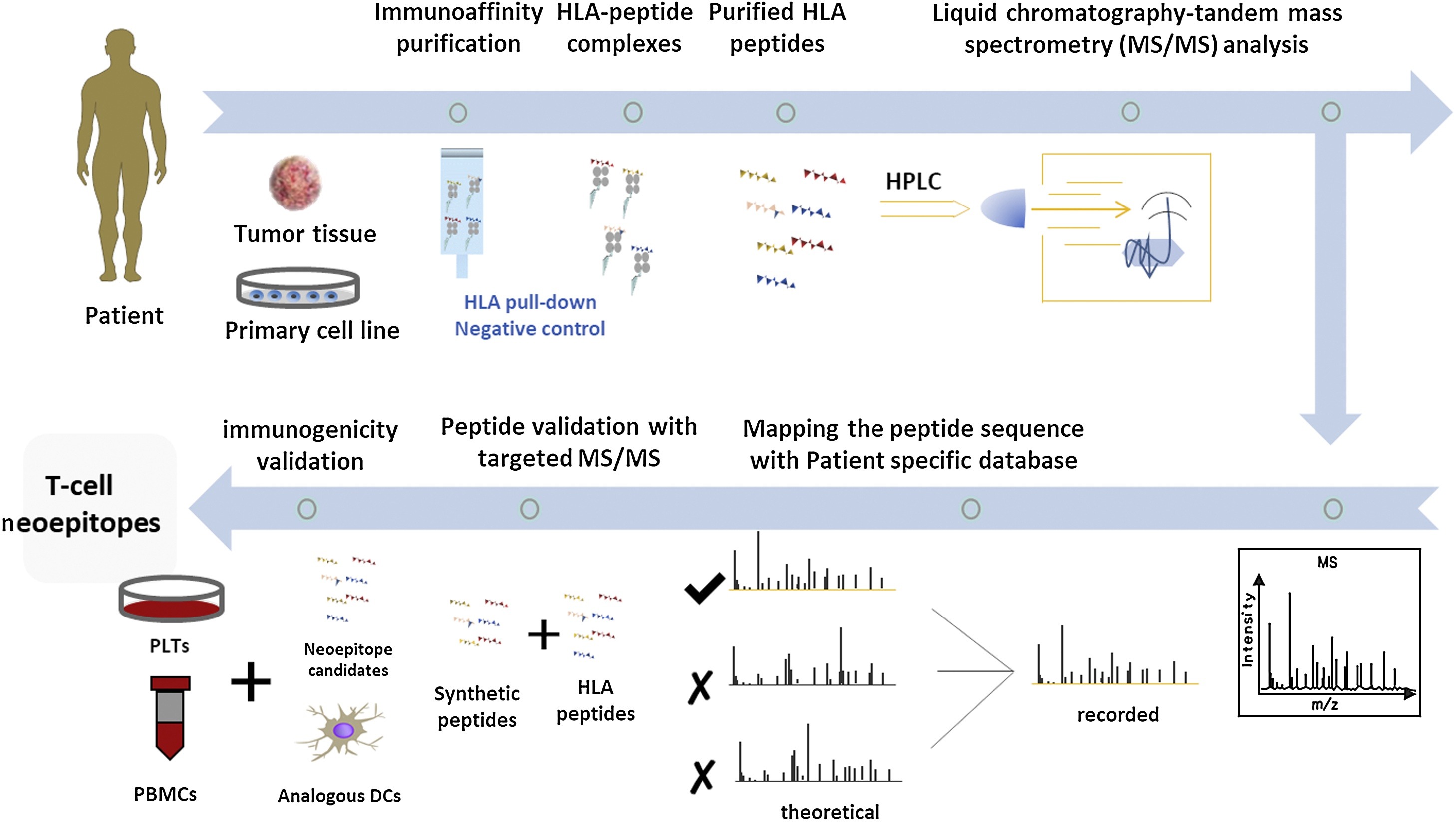1896489183502520320-immunopeptidome-profiling-service1.jpg