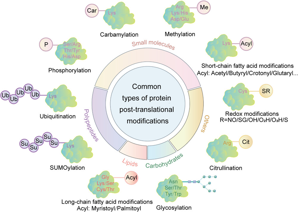 1892808991839997952-post-translational-modification-proteomics-solution1.jpg