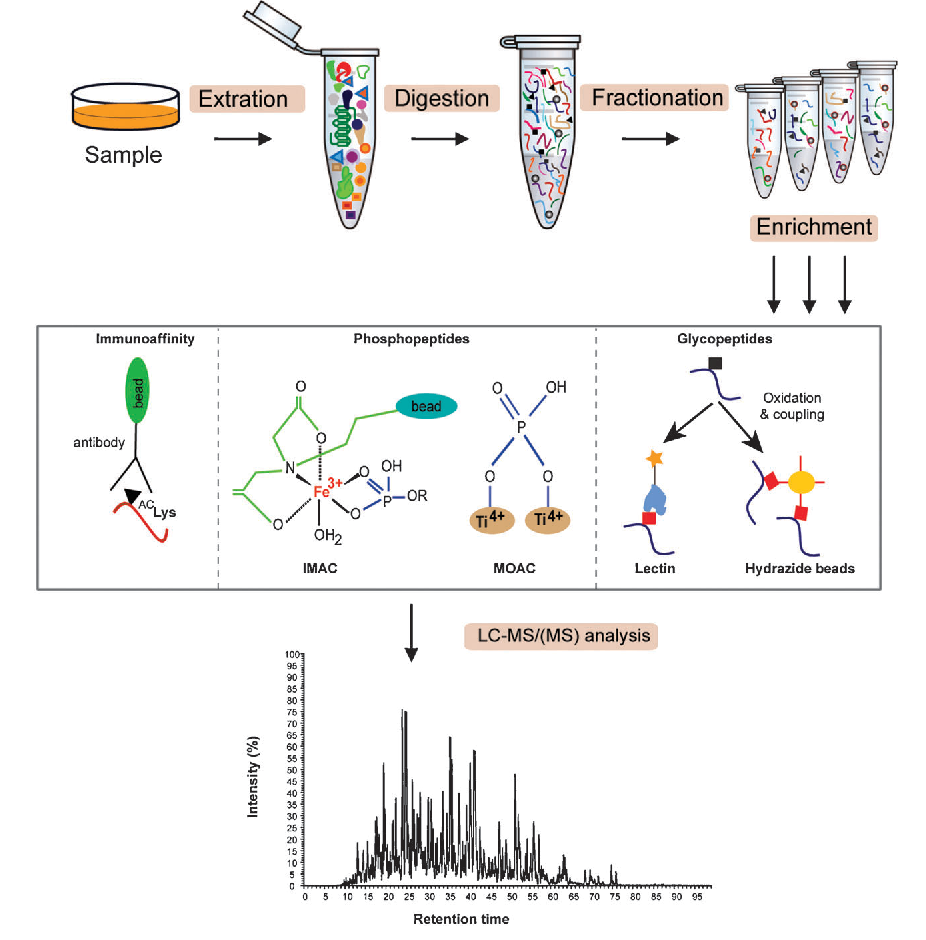 1892813602680328192-post-translational-modification-proteomics-solution2.png