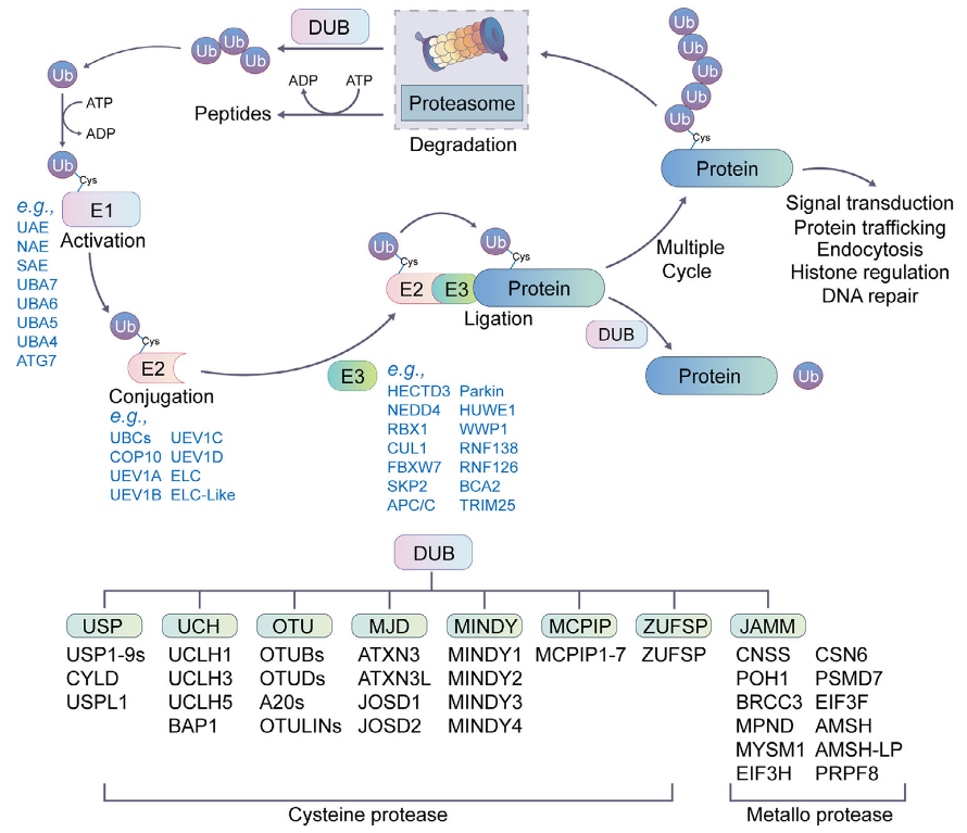 1896759882196570112-ubiquitinproteomics-analysis-service1.PNG