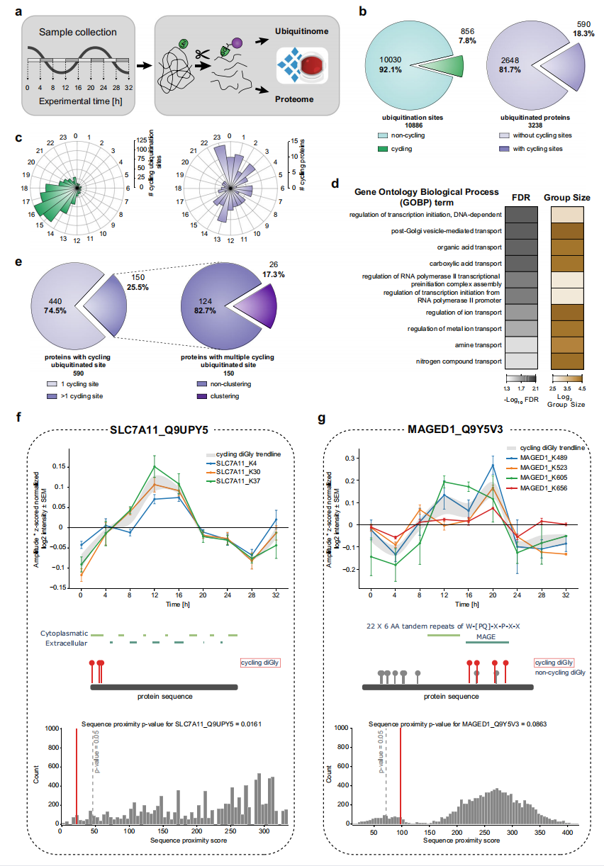 1896760447089627136-ubiquitinproteomics-analysis-service4.PNG