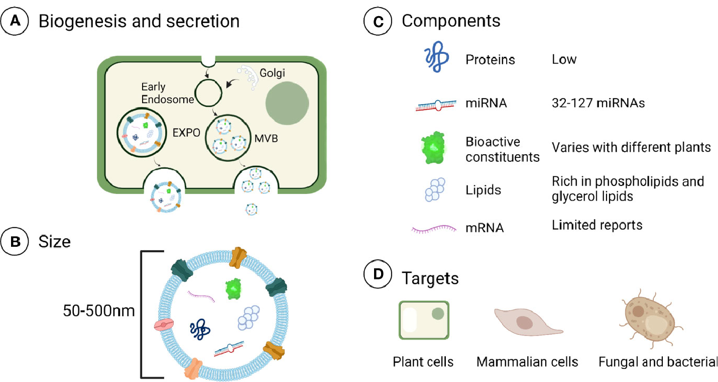 1896830639358464000-plant-derived-exosome-isolation-and-development-service1.png