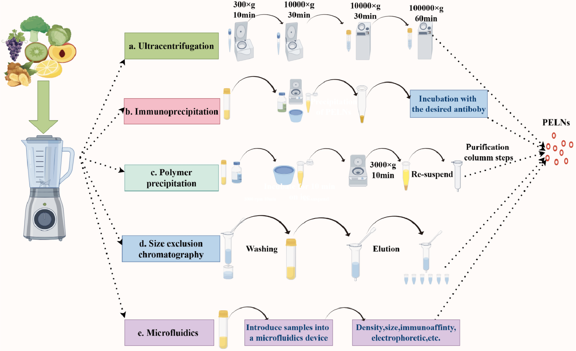 1896833089582780416-plant-derived-exosome-isolation-and-development-service2.png