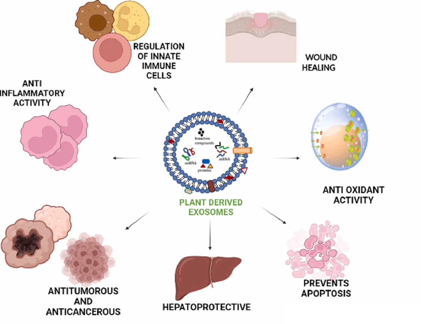 1896843875042578432-plant-derived-exosome-isolation-and-development-service3.png