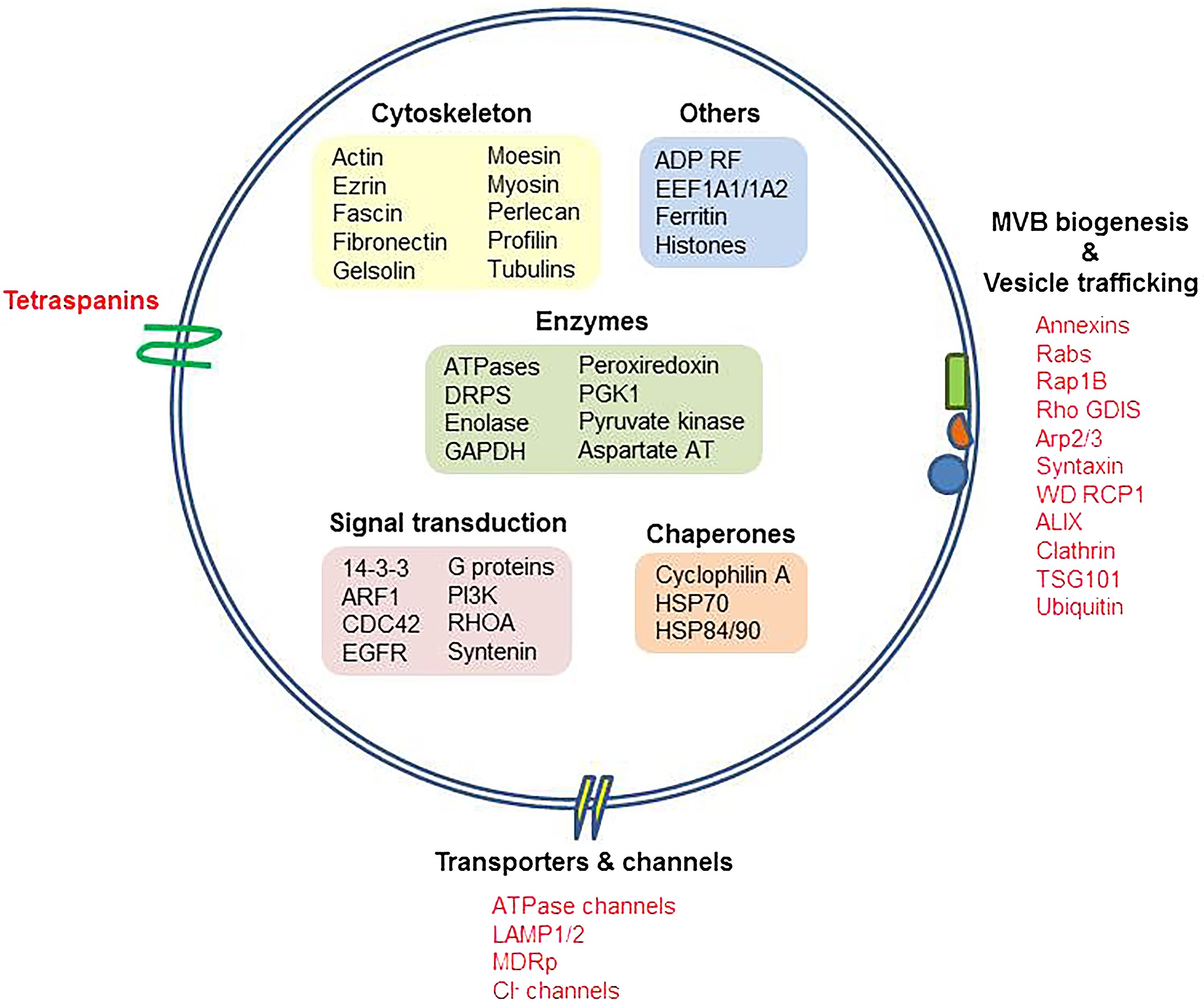 1896853681665069056-exosomal-proteomic-detection-service1.jpg