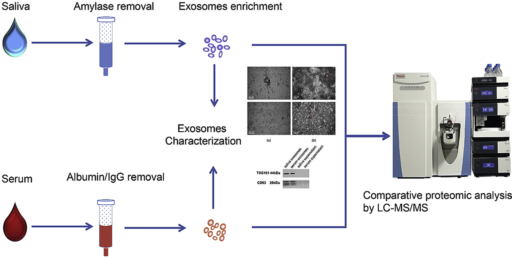 1896853834224488448-exosomal-proteomic-detection-service2.jpg