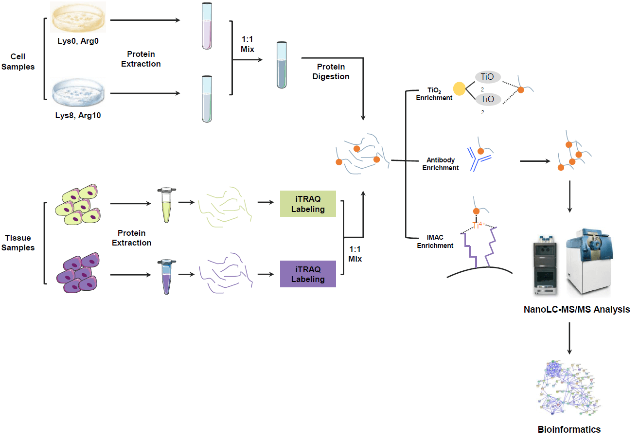 1896863521732939776-global-phosphoproteomics-service2.png