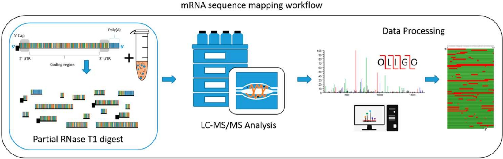 1897180767478992896-oligo-mass-spectrometry-characterization-service2.png