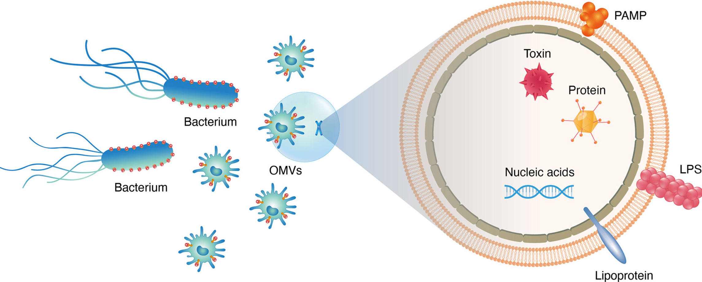 1897182739313577984-microorganism-derived-exosome-isolation-and-development-service1.png
