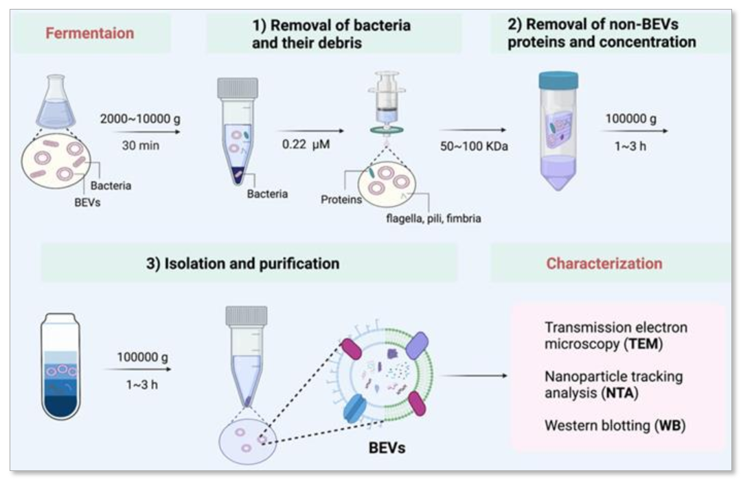 1897187815209947136-microorganism-derived-exosome-isolation-and-development-service2.png