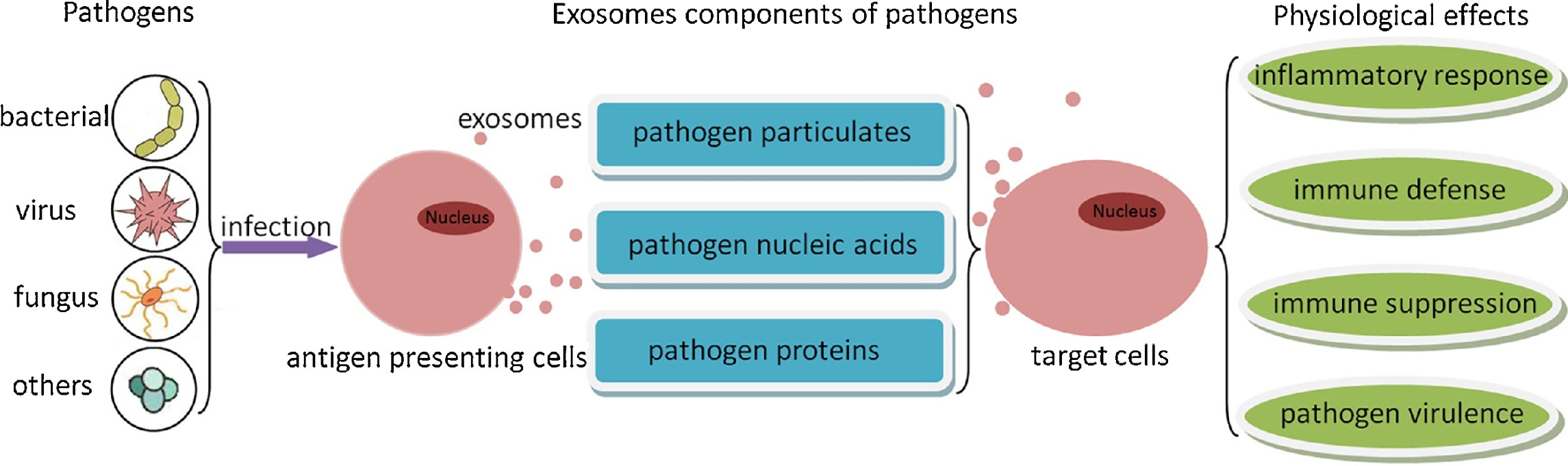 1897193218400440320-microorganism-derived-exosome-isolation-and-development-service3.png