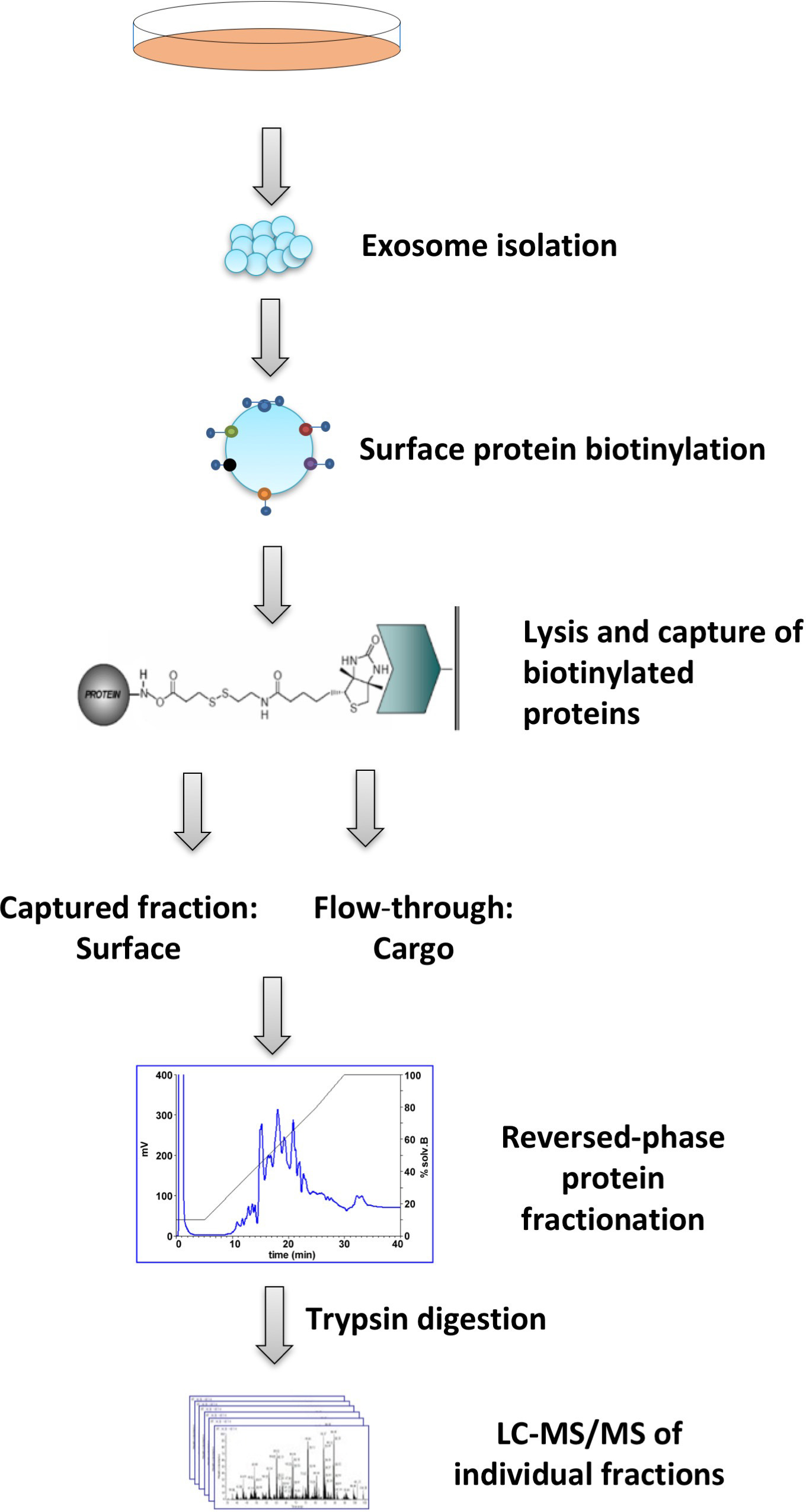 1897204421248012288-exosomal-protein-isolation-and-profiling-service1.jpg