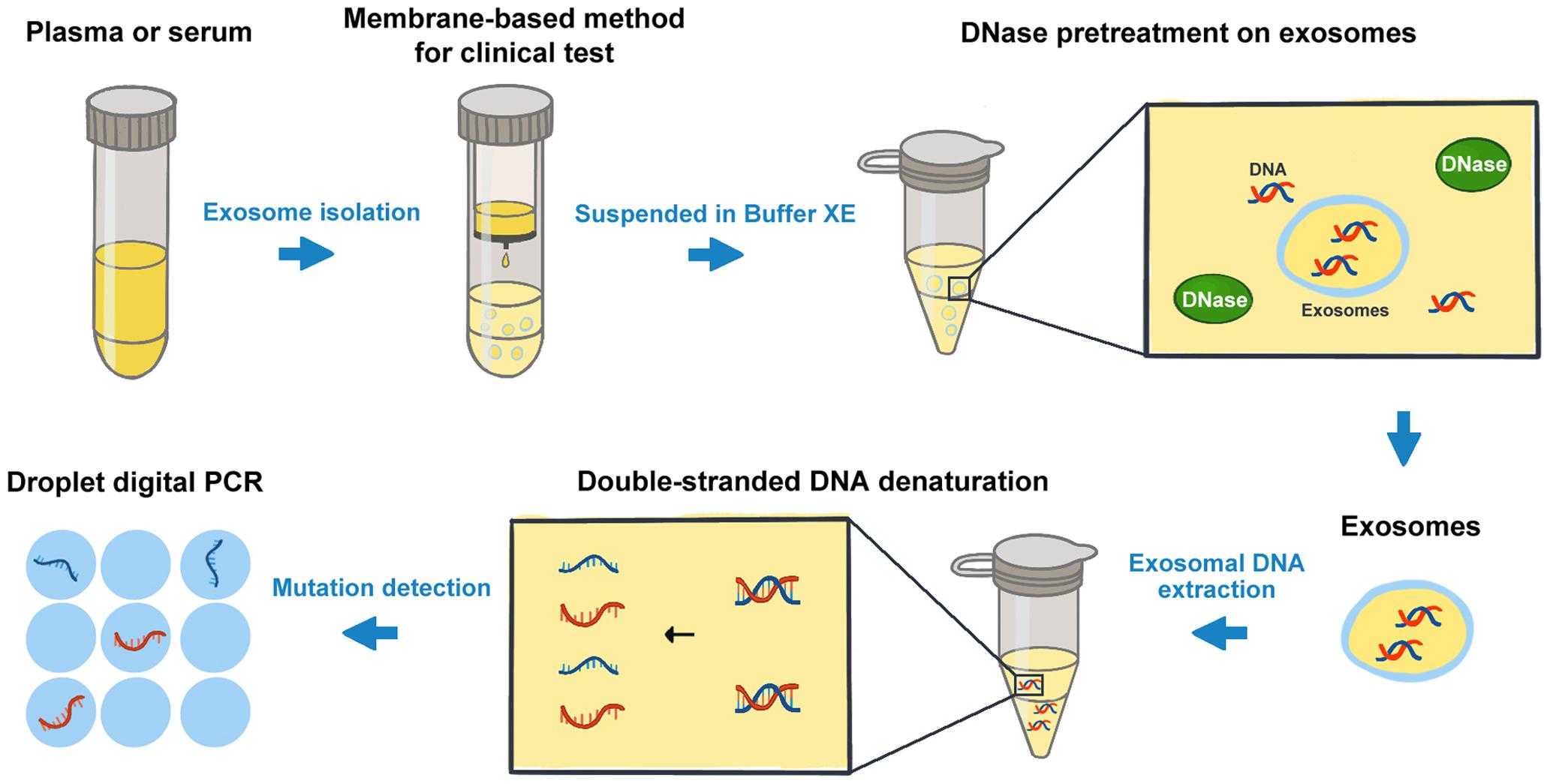 1897206368424284160-exosomal-cfdna-isolation-and-profiling-service1.jpg