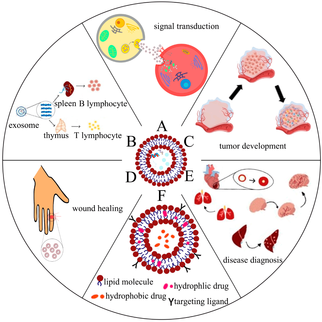 1897491487806574592-active-exosome-isolation-service1.png