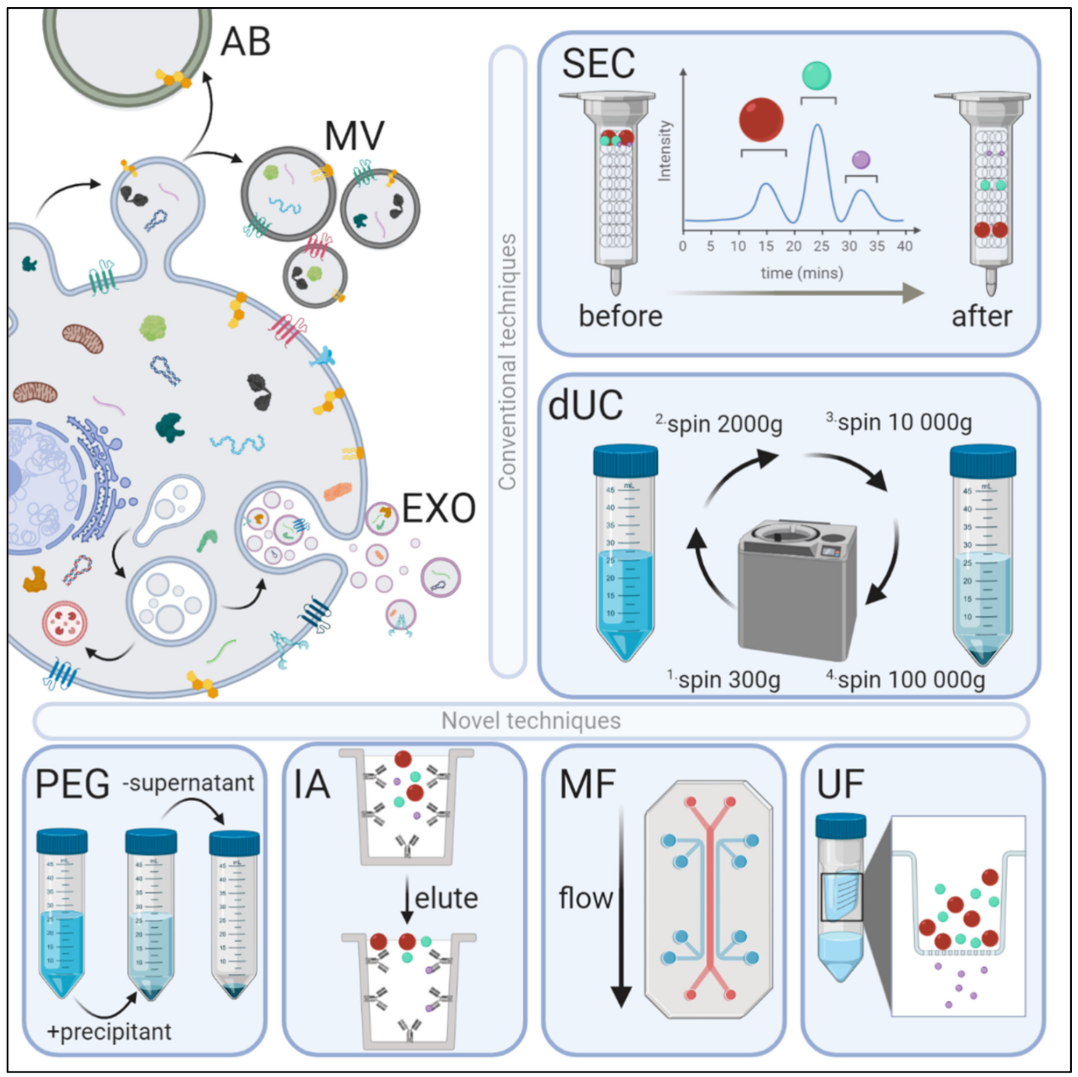 1897516013084856320-active-exosome-isolation-service2.png