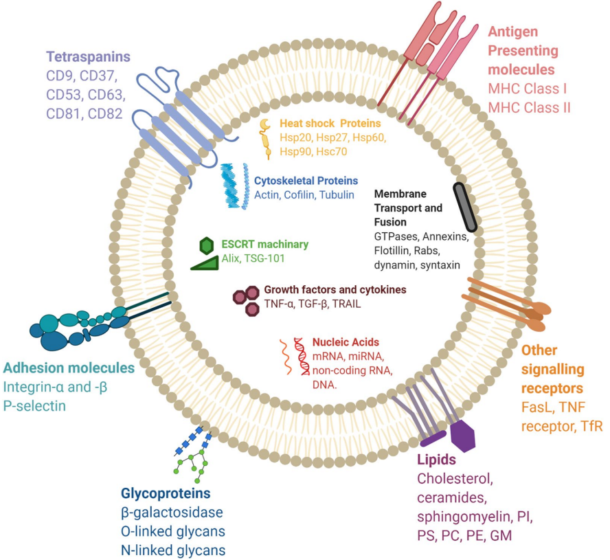 1897528488400375808-exosome-supernatant-preparation-service1.PNG