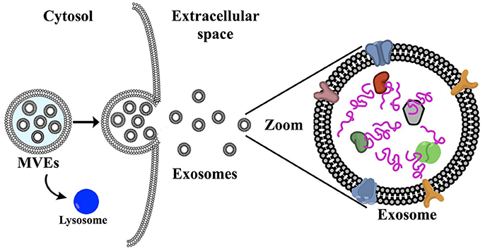1897576222226501632-exosomes-metabolomics-service1.jpg
