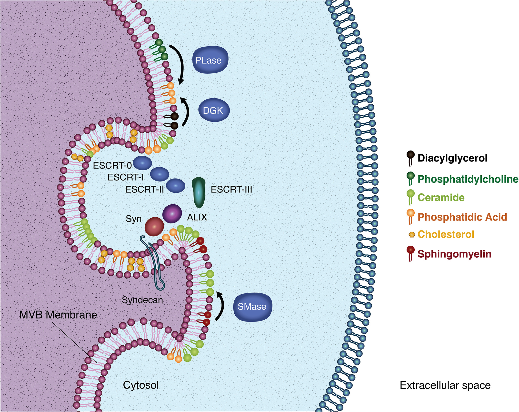 1897577647044153344-exosomes-lipidomics-service1.jpg