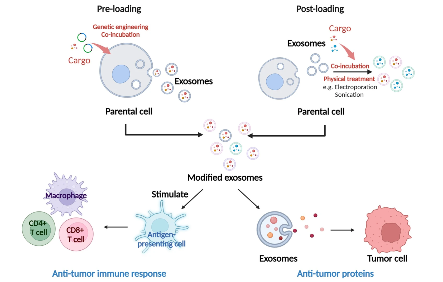 1897584895006986240-exosome-applications3.png