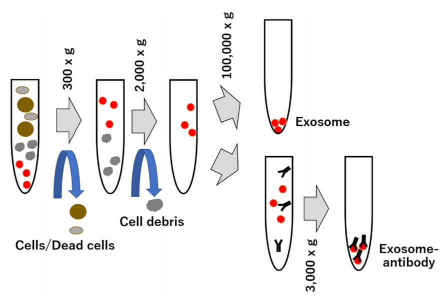 1897837251015593984-exosome-purification-service1.PNG