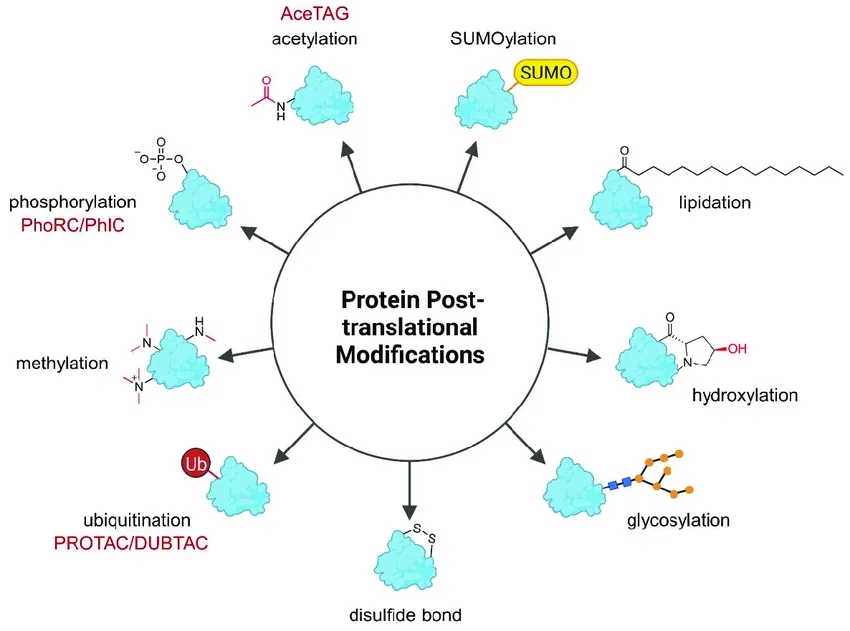 1897846831841923072-other-post-translational-modification-ptm-proteomics-service2.jpg