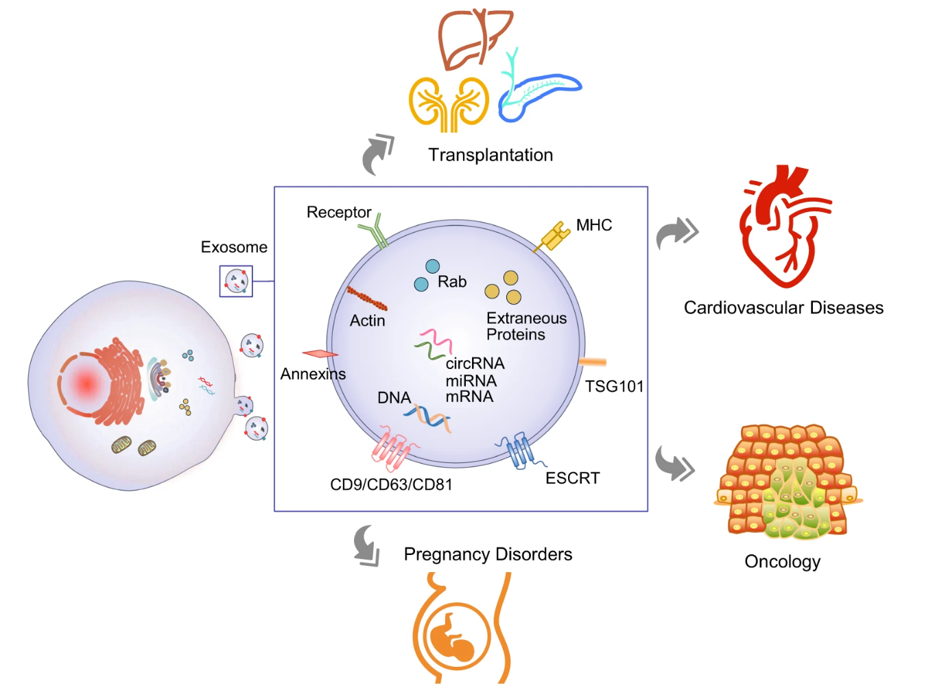 1897858368623202304-diagnostic-applications-of-exosomes2.png