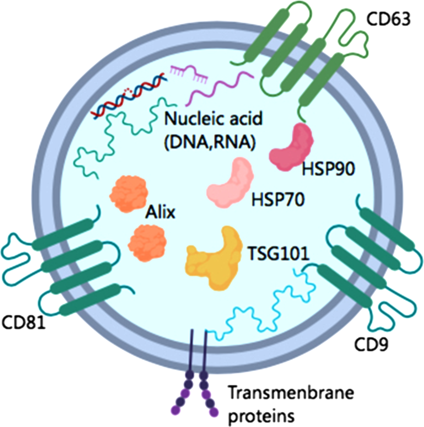 1897922490584911872-exosomal-surface-marker-based-exosome-characterization-service1.png