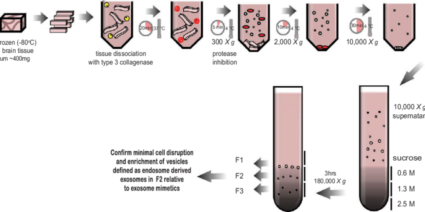 1897929540056502272-tissue-exosome-isolation-service1.png