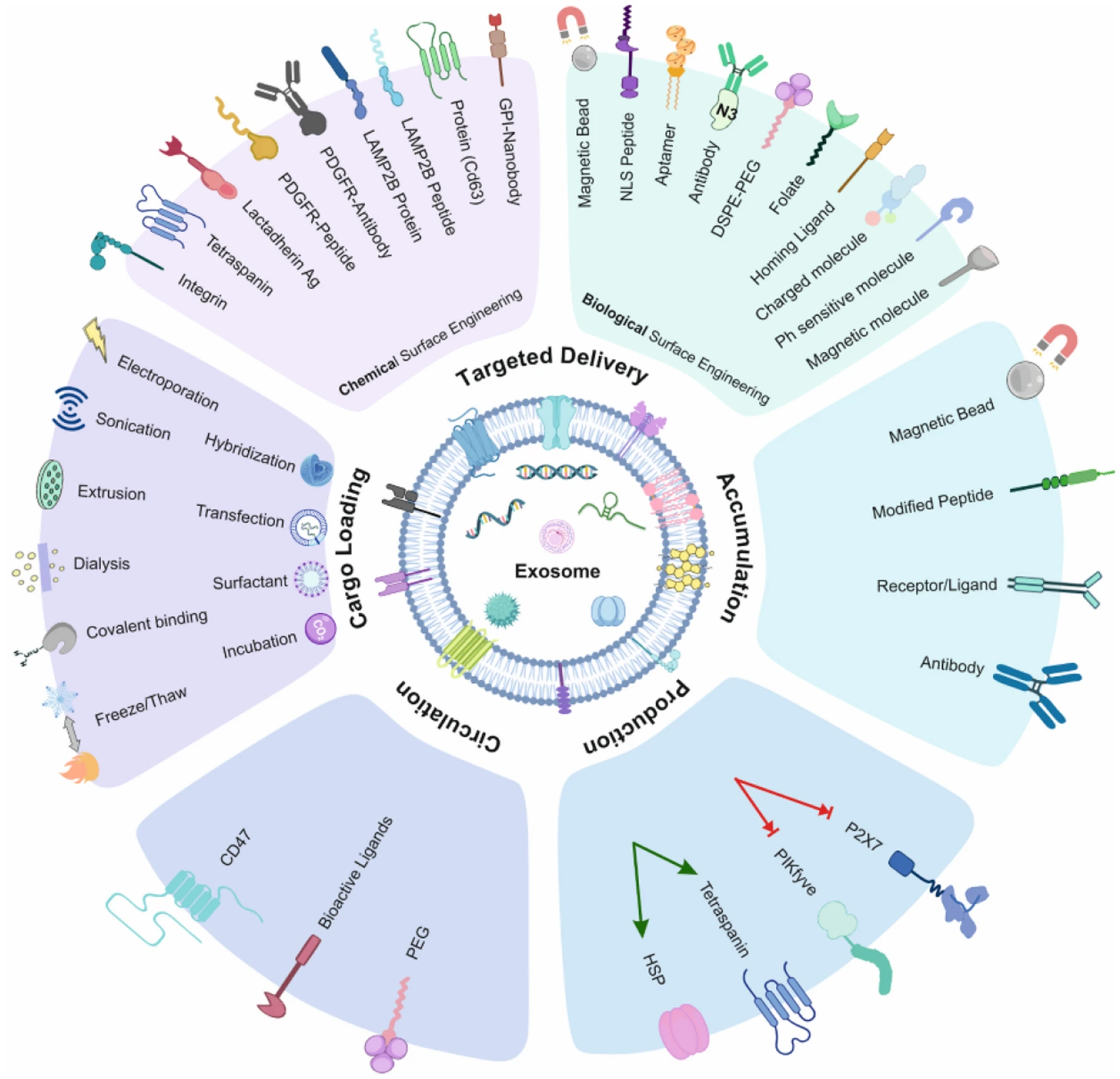 1897931070352510976-exosome-engineering-service1.png